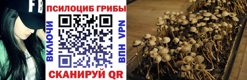 Псилоцибиновые грибы GOLDEN TEACHER  Купить закладки  Клин 